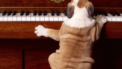 Dogs piano