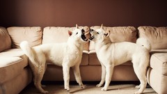 Dogs playing Shiba Inu