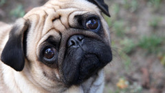 Dogs pug