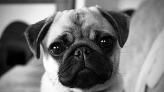 Dogs pug