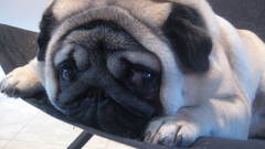 Dogs Pugs