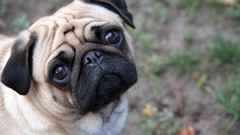 Dogs Pugs