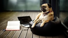 Dogs Pugs Laptops pillows