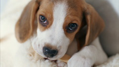 Dogs Puppies Animals