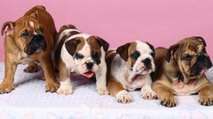 Dogs Puppies bulldog english