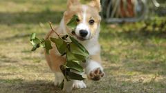 Dogs Puppies canine welsh