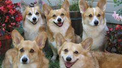 Dogs Puppies corgi pets