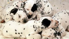 Dogs Puppies Dalmatians