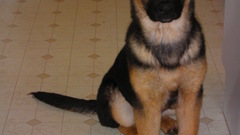 Dogs Puppies German shepherd