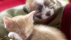 Dogs Puppies Kittens