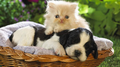 Dogs Puppies Kittens cats