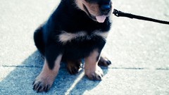 Dogs Puppies rottweiler