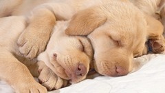 Dogs Puppies sleeping
