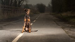 Dogs roads doberman Doberman Pinscher