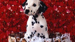 Dogs roses Dalmatians