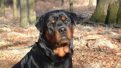 Dogs rottweiler