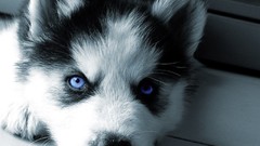 Dogs Siberian Husky