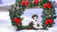 Dogs Siberian Husky