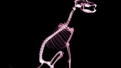 Dogs skeletons X-ray