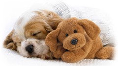 Dogs sleeping stuffed animals
