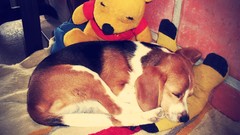 Dogs sleeping Winnie The Poo