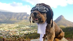 Dogs slide cape town