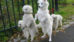 Dogs spitz poodle
