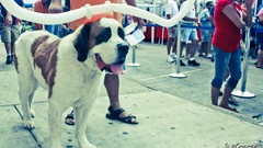 Dogs st bernard Longhorn bstrange