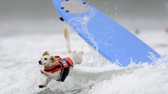 Dogs surfing Beaches