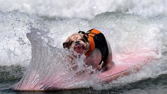 Dogs surfing funny