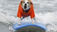 Dogs surfing National