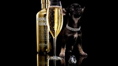 Dogs vodka absolut
