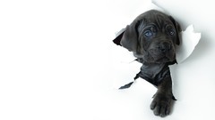 Dogs white background