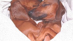 Dogs white background