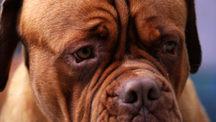 Dogue de bordeaux Animals