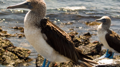 Dolma high girl blue