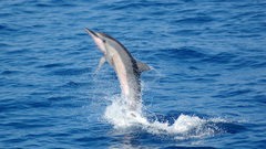 Dolphin paper high res