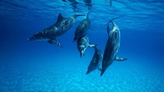 Dolphins