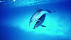 Dolphins