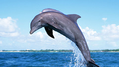 Dolphins