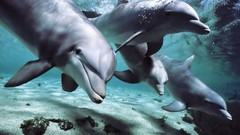 Dolphins