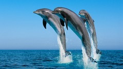 Dolphins