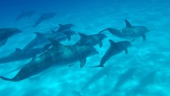 Dolphins