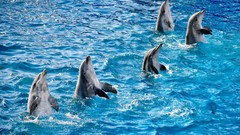 Dolphins