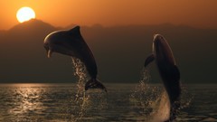 Dolphins