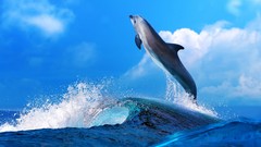 Dolphins