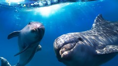 Dolphins