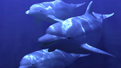 Dolphins artwork graphic
