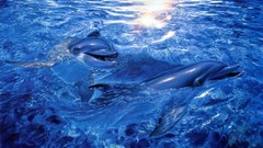 Dolphins paintings