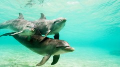 Dolphins underwater